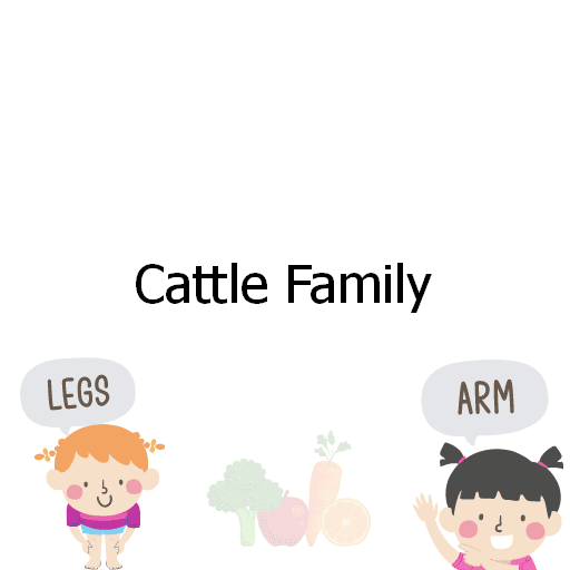 Cattle Family